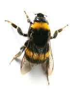 bumble bee removal