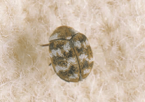 carpet beetle larvae bedroom