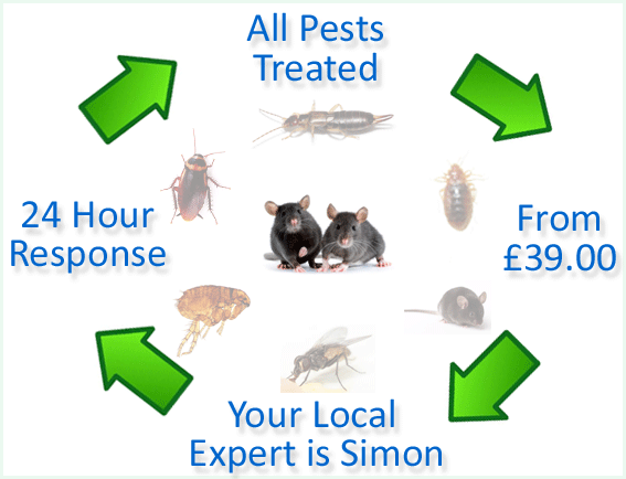 pest control Clifton Wood