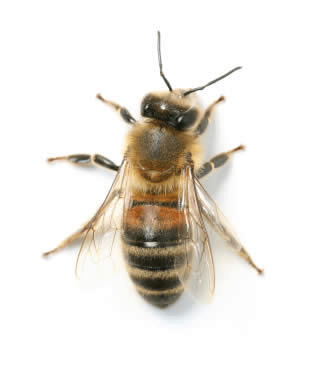 Bristol Honey Bee