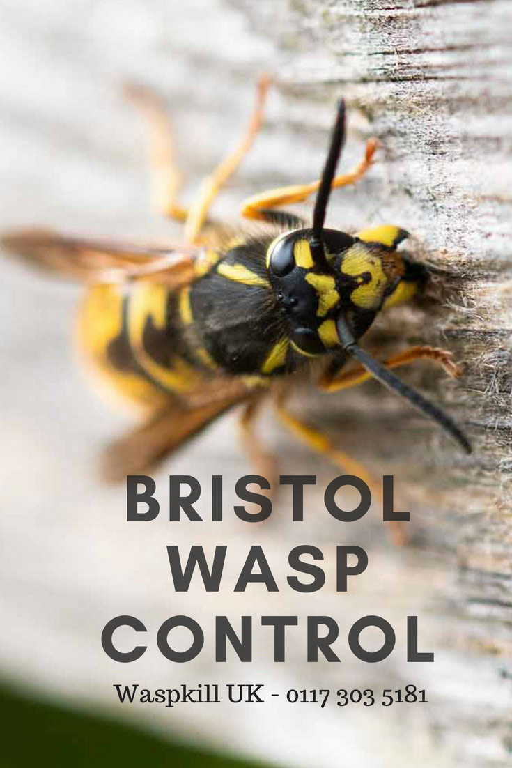 bristol wasp control