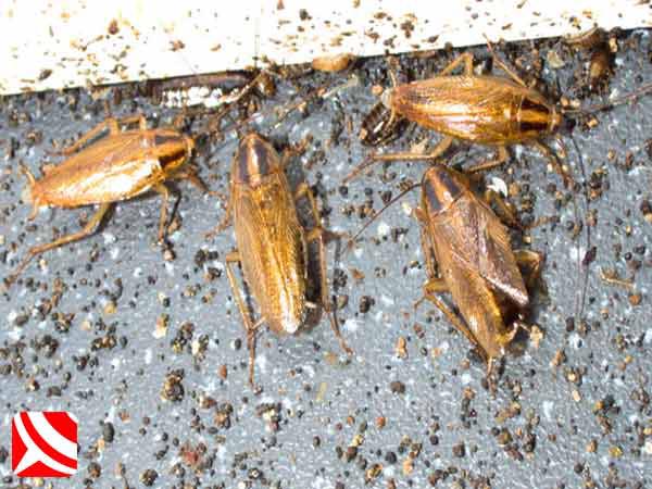 cockroach control bristol
