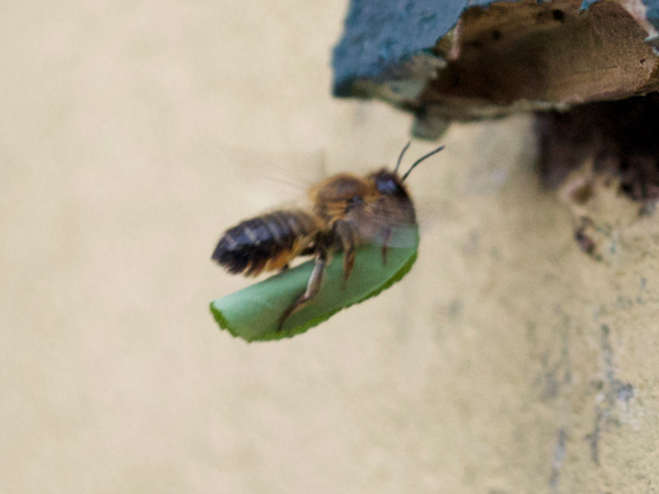 insect pests in bristol