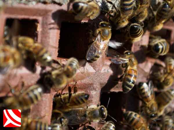 honey bee removal 