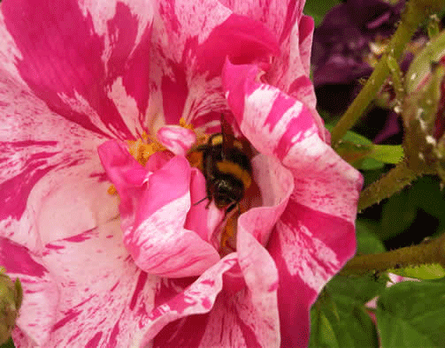 Bristol carpenter bees