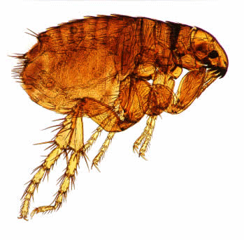 cat fleas on humans