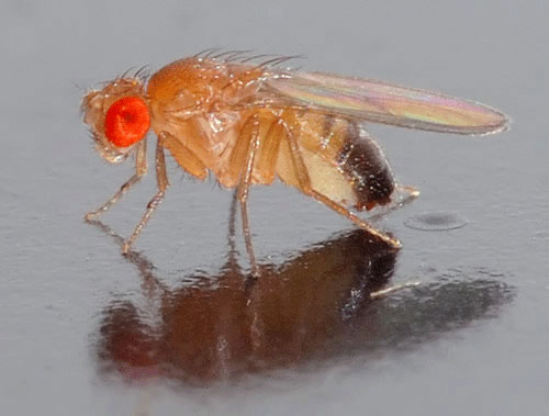 bristol fruit fly control