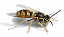 Bristol wasp removal