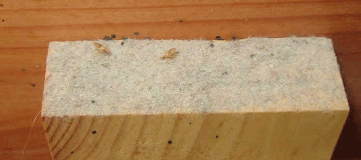 bed bug droppings and cast skins on head board frame