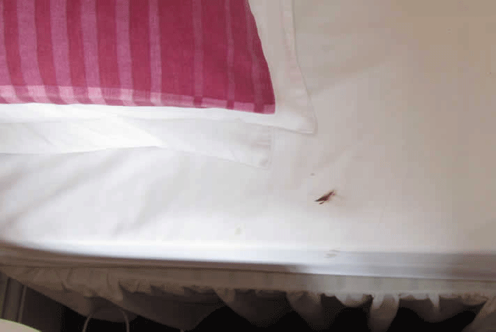 bleeding after bed bug bite