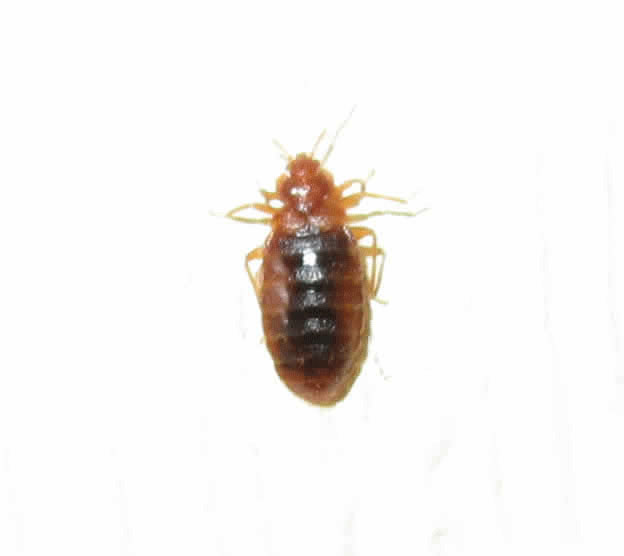 bed bug full of blood