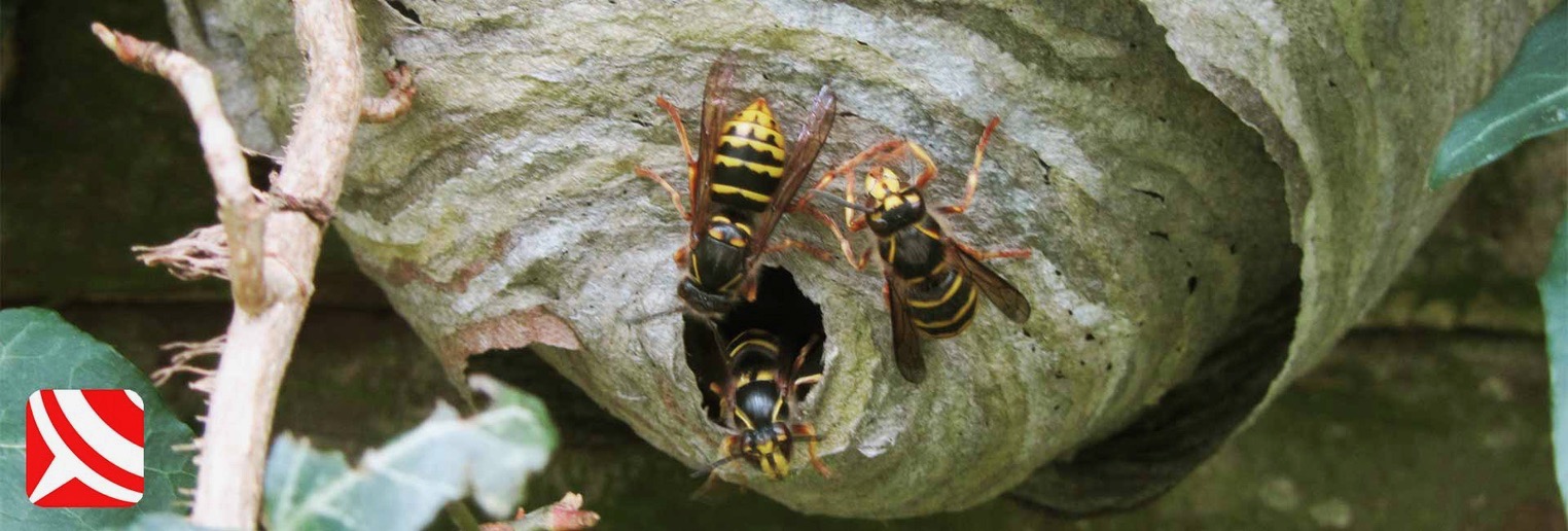 median wasps
