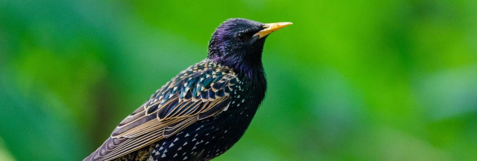 starling control